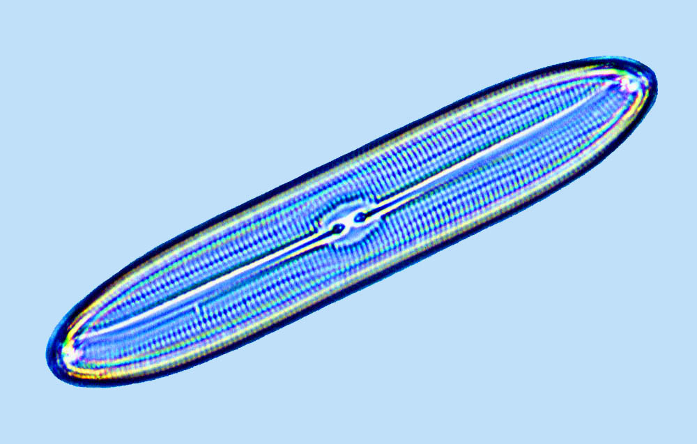 Caloneis Caloneis liber